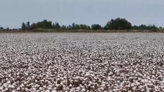 新疆沙湾：171.28万亩棉花陆续成熟进入采收期
