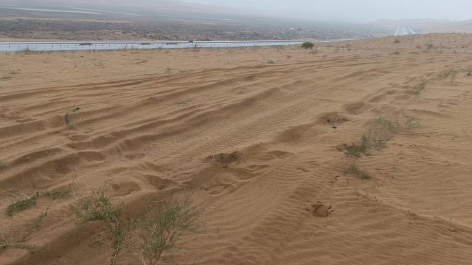 腾格里沙漠治沙植物被碾压，2003棵苗木受损