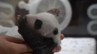 旅俄大熊猫丁丁的幼崽睁开眼睛