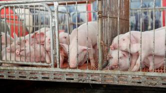 三大上市猪企9月生猪销量同比均增长，收入同比均下降