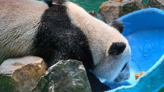 上海浦东将建中国大熊猫保护研究中心基地