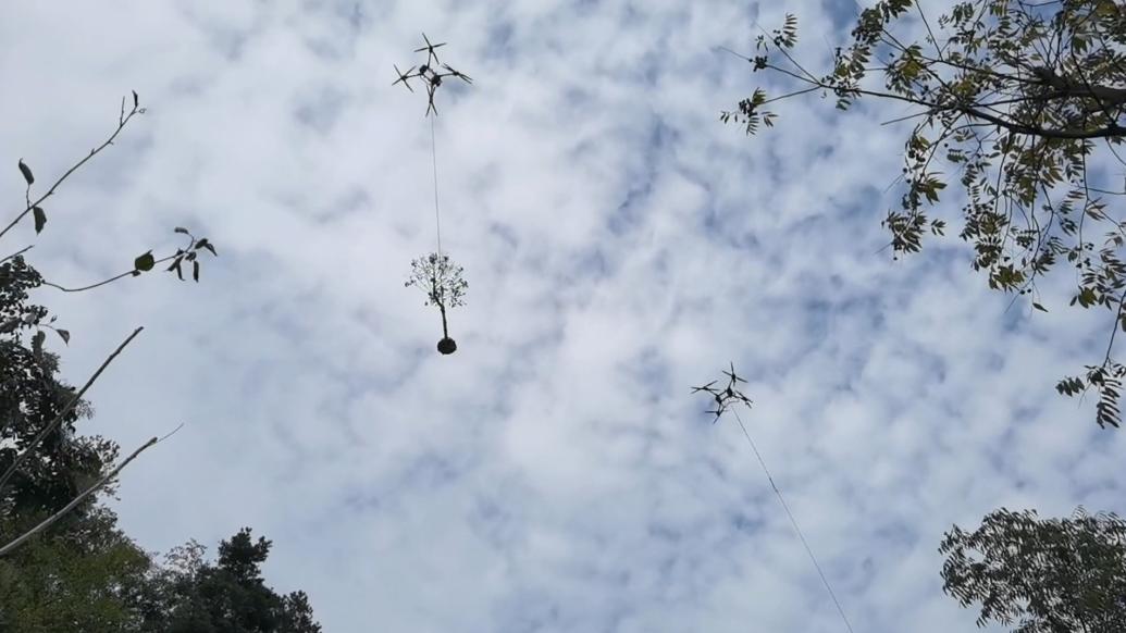 重载无人机吊着树木进树坑，湖北十堰用无人机“飞天种树”