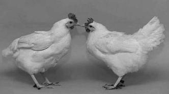 “基因剪刀”剪掉禽流感：“抗禽流感鸡”上市还要等20年