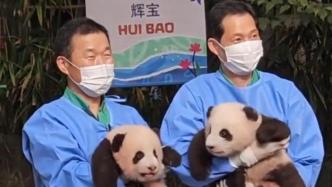 旅韩大熊猫“爱宝”和“乐宝”的双胞胎宝宝名字首次公布