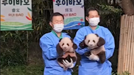 旅韩双胞胎熊猫幼崽“睿宝”“辉宝”首次亮相