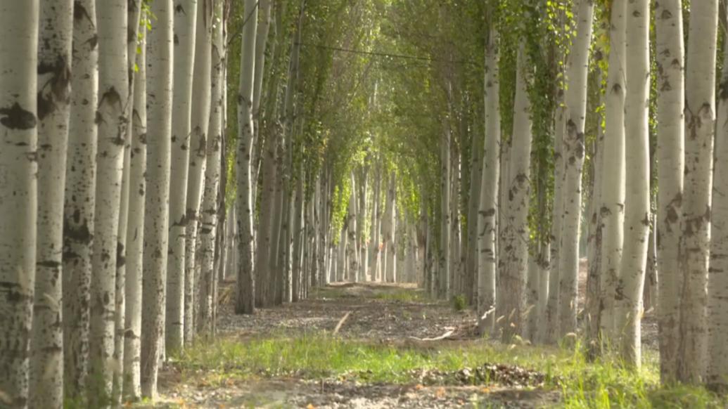 从满目苍黄到千顷澄碧——新疆柯柯牙的绿色传奇