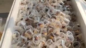 广州海关查获5380只吸血鬼蟹