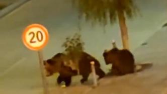 熊出没请注意！西藏那曲“熊大”、“熊二”上街觅食