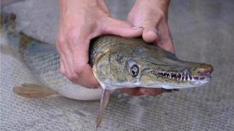 广州“放生”管理新规11月施行，鳄雀鳝被列入黑名单第一位