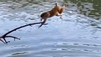 黔灵山猴子们成群结队地“表演”花式跳水