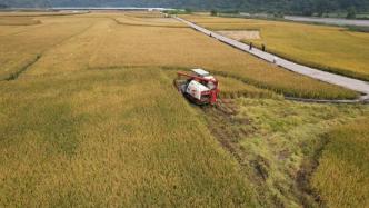 亩产1251.5公斤！袁隆平“超级稻”创世界新纪录