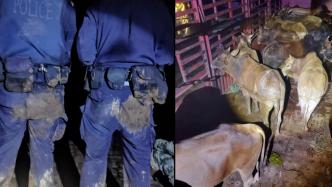 云南边境巡逻民警追击走私摔得满身泥泞：查获14头活体牛