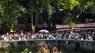 游客在熊猫园上空飞无人机，重庆动物园：已报警