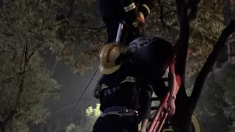 上得去下不来？上海一醉酒男子被困树上，民警消防员合力救援