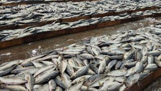 俄媒：俄方决定自16日起对自日本进口鱼类等水产品实施限制