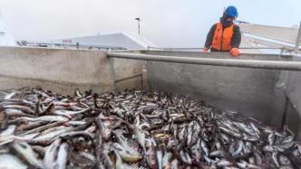 俄罗斯将临时限制从日本进口鱼类等水产品，系“预防措施”