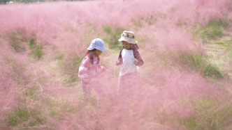 置身“粉色海洋”，上海粉黛乱子草进入最佳观赏期