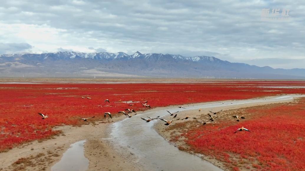 柴达木盆地里大地红毯迎来动物“游客”