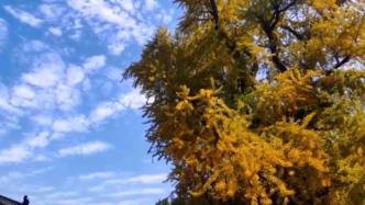 秋色愈浓，西安1400岁古银杏开始变黄