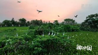 珠海金湾：鹭鸟天下，千鸟翔集