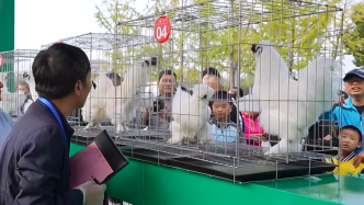 江西泰和县举办乌鸡文化节推进乌鸡产业发展