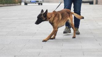 多地加强养犬管理：一地要求县城区域内无大型犬烈性犬无主犬