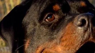 10月1日起重庆这32种犬只禁养，包括罗威纳犬