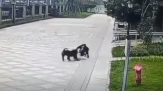 恶狗咬伤女童仍昏迷，律师：女童不存在挑衅行为，狗主人将承担百分百责任