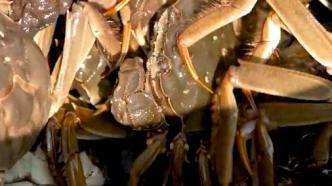 黄浦江大闸蟹正式开捕，量产为“十年之最”，最大规格九两三
