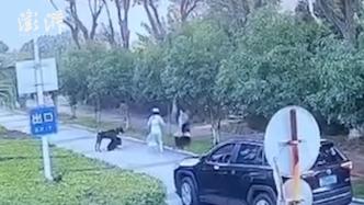 遭未拴绳杜宾犬攻击武汉市民收到警方处理决定：犬已没收