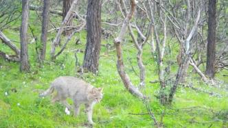 一级重点国保动物荒漠猫首次被发现：在四川达古冰川保护区