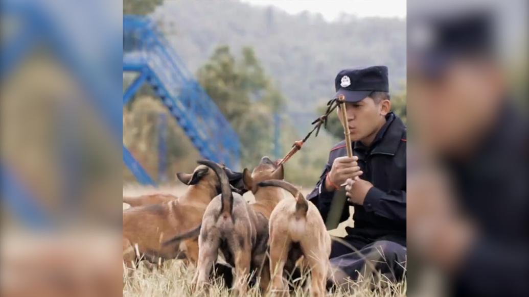 小警犬训练太费训导员