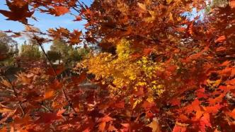 千城勝景｜內蒙古東勝區：紅葉黃花秋意晚