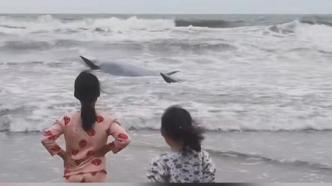 广东湛江鲸鱼搁浅，市民合力施救推回大海