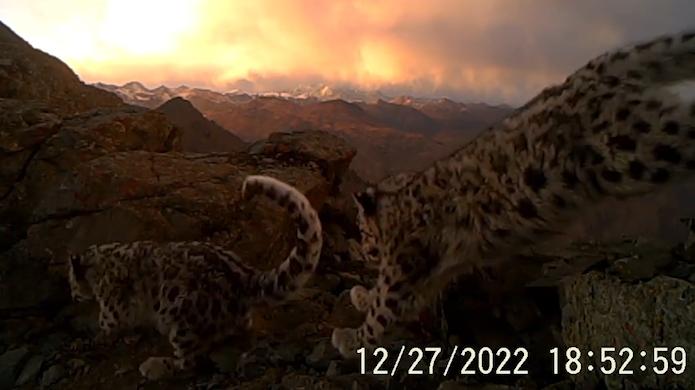拉萨首次记录到雪豹带崽活动影像