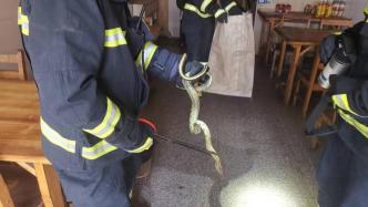 2米长蛇惊现面馆，消防请走“不速客”