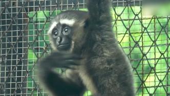 广州动物园首只繁殖东白眉长臂猿迎来周岁生日