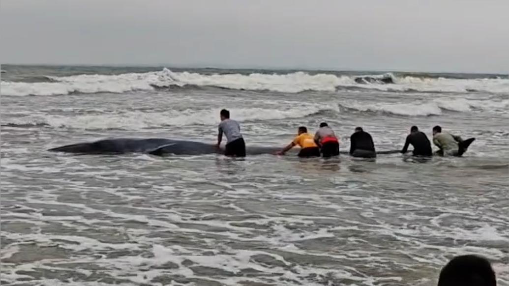 鲸鱼搁浅沙滩众人合力推回海里，目击者：有十余米长