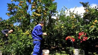 湖北巴东：万亩柑橘陆续进入成熟期