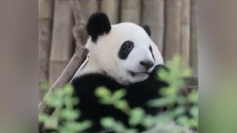 大熊貓“奐彩”因急性出血性壞死性腸炎死亡，出生于去年