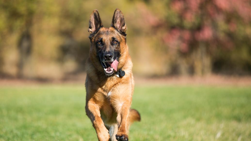 傳“警察上門抓德牧”？官方：無證飼養烈性犬，主人主動交出