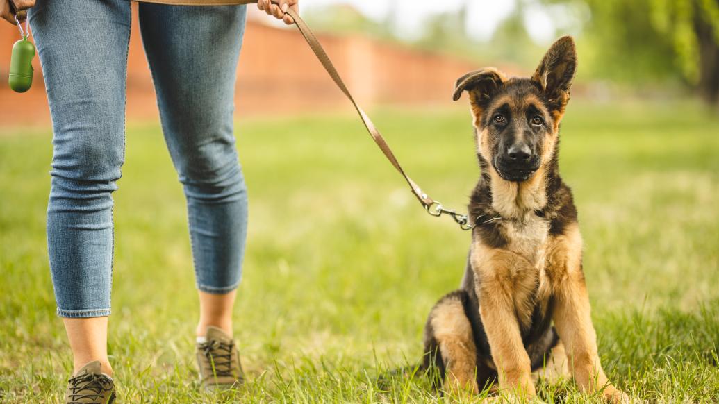 官方回應“警察上門抓德牧”：主人主動交出無證飼養的烈性犬