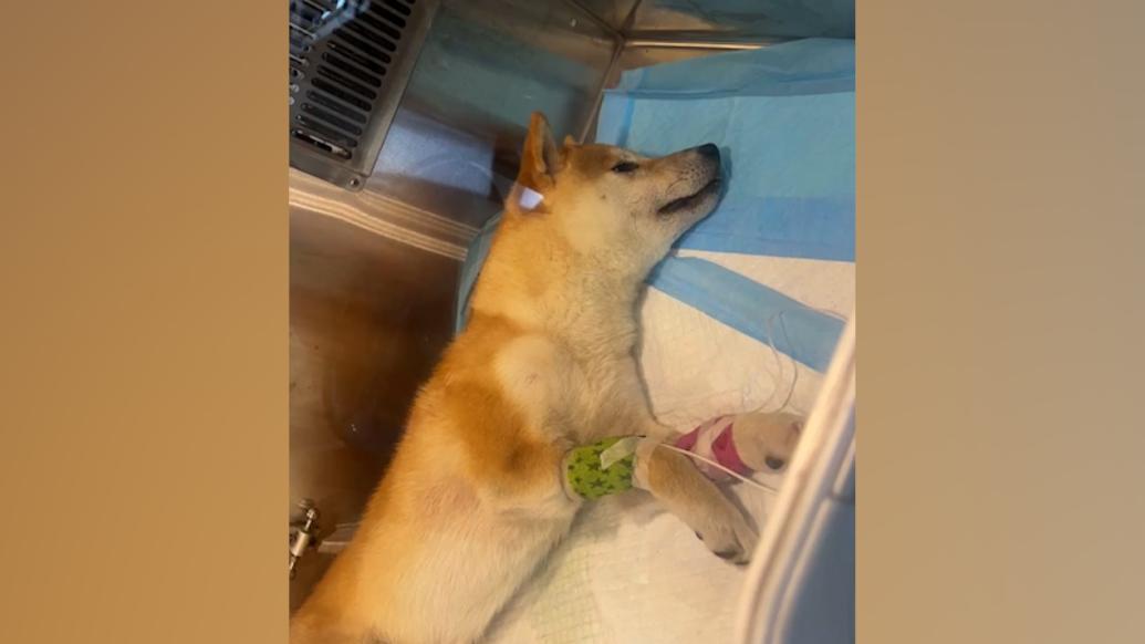 多方回應成都一小區5只寵物狗突然死亡：犬主稱撿食過草叢骨頭，警方正調查