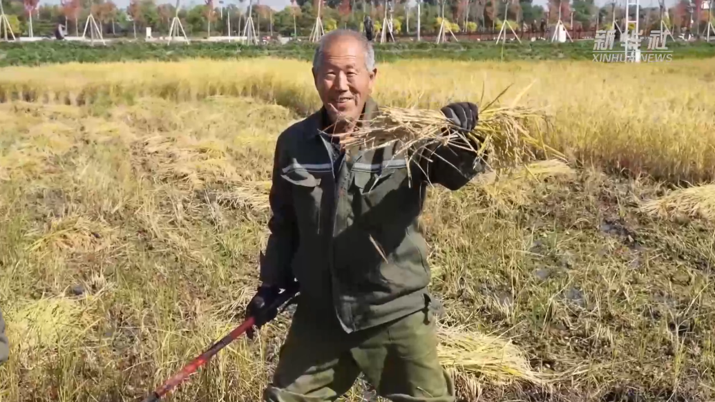 山西太原：田野染“金”，稻谷飘香