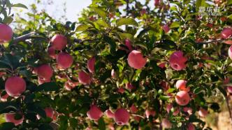 陕西渭南：“苹果之乡”获丰收