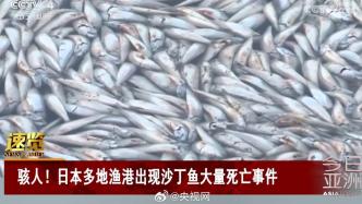视频丨外媒：大量沙丁鱼涌入日本渔港后集体死亡，铺满水面