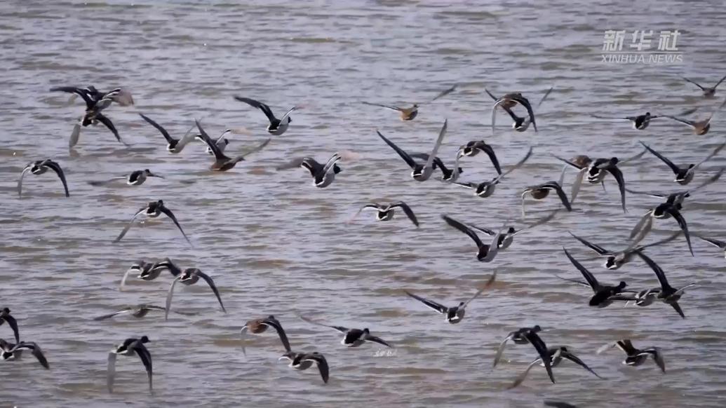 黑瞎子岛国家级自然保护区：“黑鸭鸭”一大片