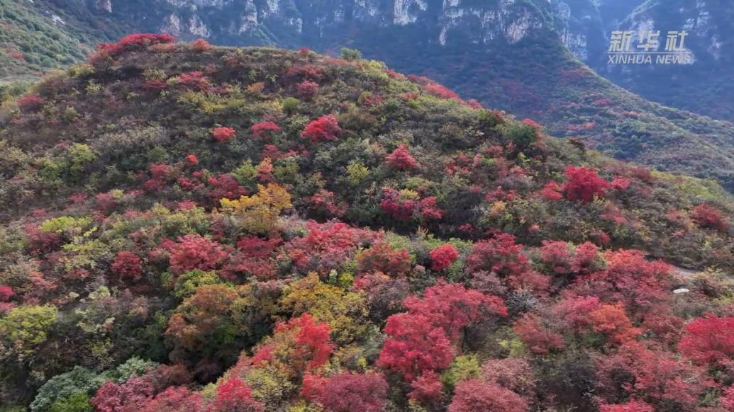 山西永濟(jì):紅葉知秋,層林盡染