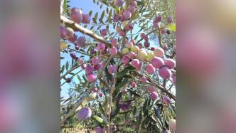 湖北十堰迎油橄榄丰收季，测试油橄榄树单株产果量达150斤