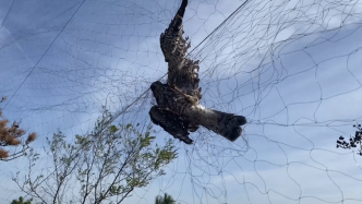 国家级自然保护区山上遍布捕鸟网，有鸟被捕后遭当场肢解